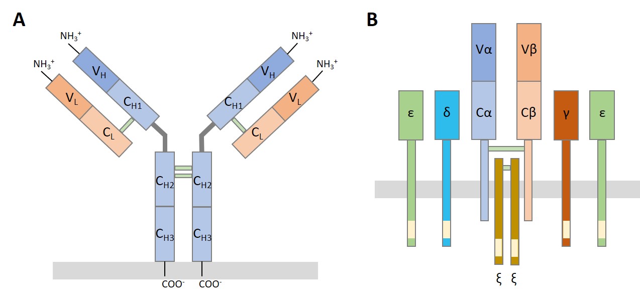 fig1