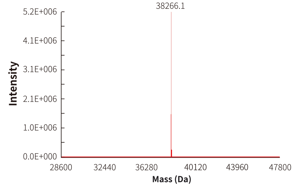 Figure 1. Mass spectrometry results of a single probe from NAD Probes. The theoretical molecular weight was 38260.80 Da, and the mass spectrometry results showed that the measured molecular weight was 38266.1 Da. Figure 1. Mass spectrometry results of a single probe from NAD Probes. The theoretical molecular weight was 38260.80 Da, and the mass spectrometry results showed that the measured molecular weight was 38266.1 Da.