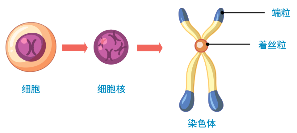 01染色体 01染色体
